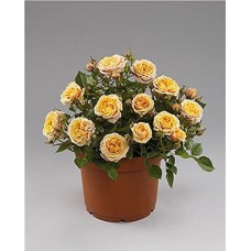 Parade Cara Miniature Rose Bush - Fragrant/Hardy - 4" Pot   